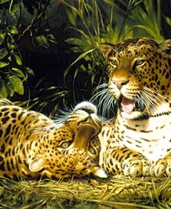 Playful Leopards