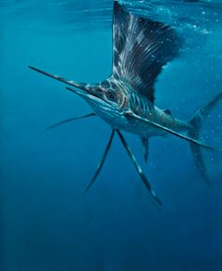 Sailfish