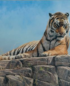 Tiger on Rock