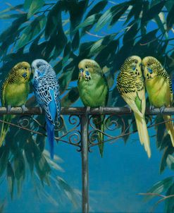 Budgies