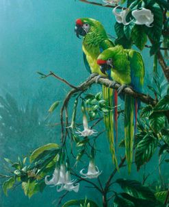 Buffons Macaws