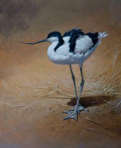 Avocet