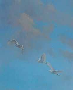 Egrets