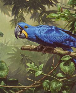 Hyacinth Macaw