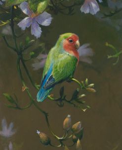 Mja Peach Faced Lovebird 2