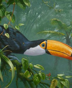 Mja Toco Toucan