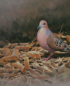 Mourning Dove