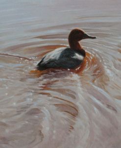 Pochard 2