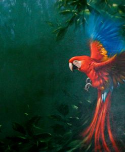 Scarlet Macaw 2