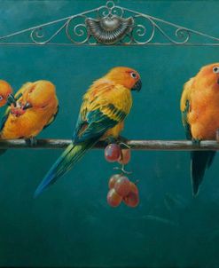 Sunconures