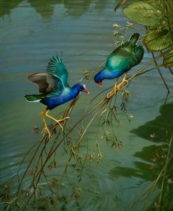The Mating Game