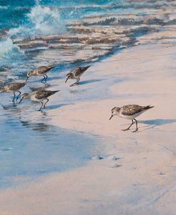 Sanderlings