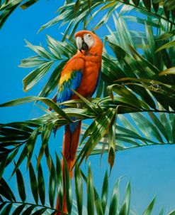 Scarlet Macaw 1