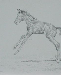 Foal Sketch