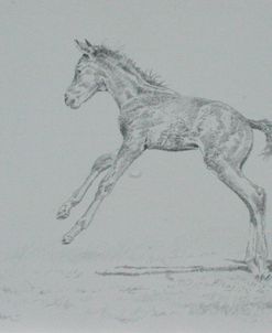 Foal Sketch