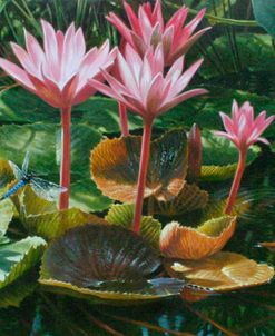 Lily Pond