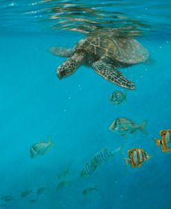 Hawksbill And Butterflies