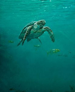 Deep Calm