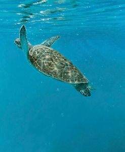 Diving Turtle