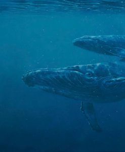 Whales