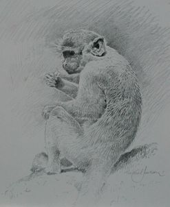 Monkey Sketch