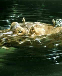 Hippo Ride
