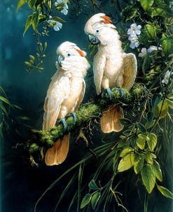Salmon Crested Cockatoos