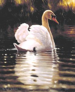 Swan in Solace