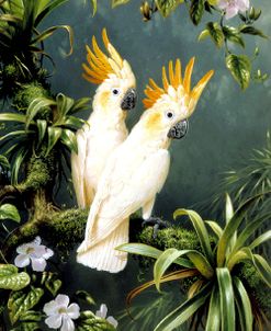 Cockatoos