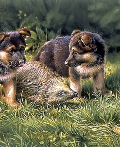 Pups and Porcupine