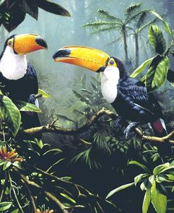 Toucans in the Mist