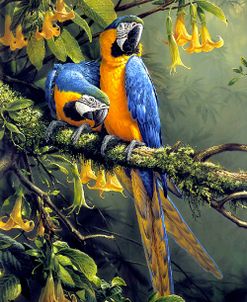Blue And Gold Macaw