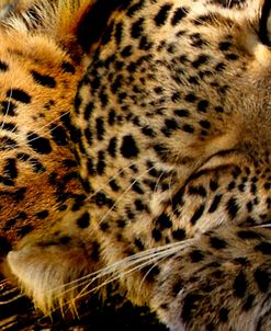 Two Sleepers Cheetahs