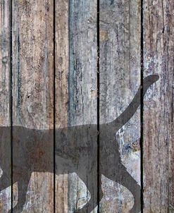 Barn Cat Shadow 5