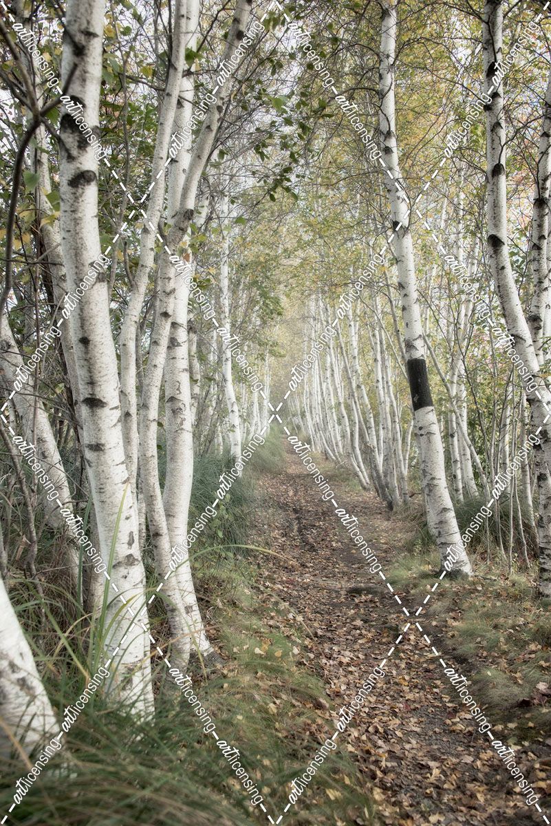 Birch Trail