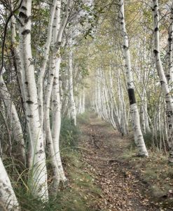 Birch Trail