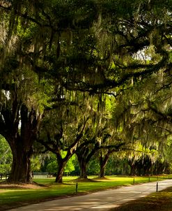 Southern Canopy