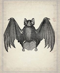 Bats 2