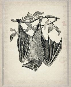 Bats 4