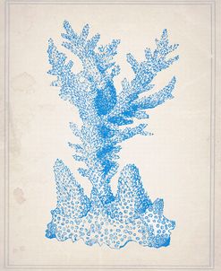 Blue Coral 1