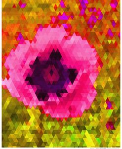 Pink Poppy