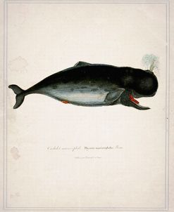 Whale 3
