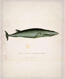 Whale 1