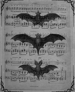Vintage Bats 1