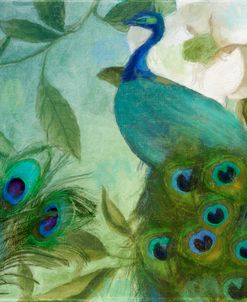Aqua Peacock II