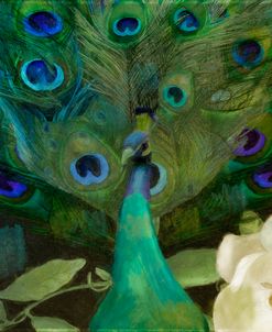Aqua Peacock III