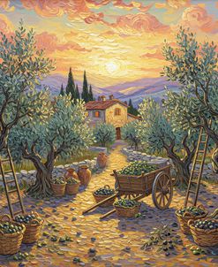 Olive Grove At Golden Hour