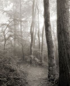 Woodland Path