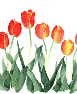 Tulips