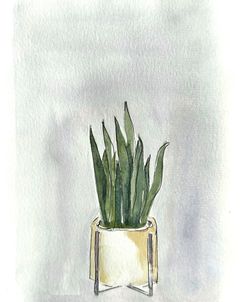 Plant Series Snake Plant